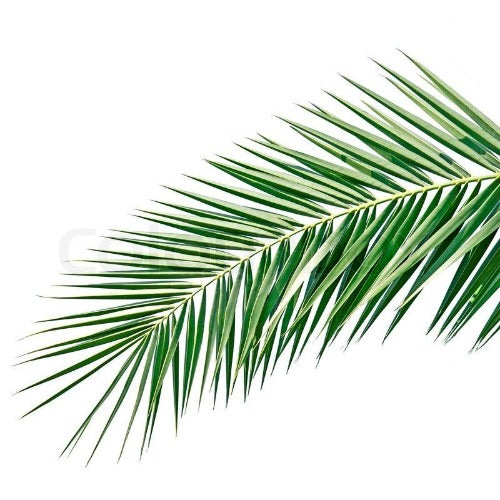 Pair of Palm Branches 4’ (1.2m)