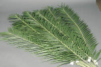 Palm Leaves & Branches