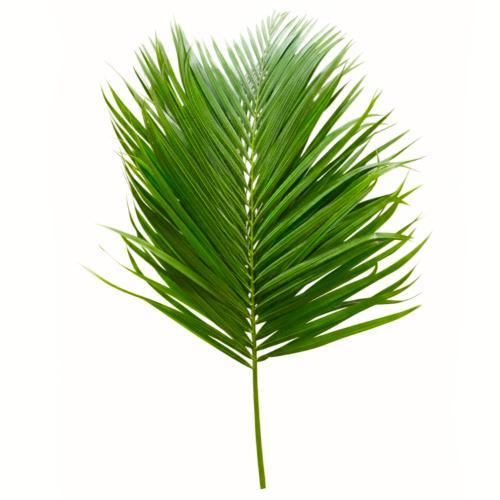 Classic Palm Branches 4’ (1.2m)